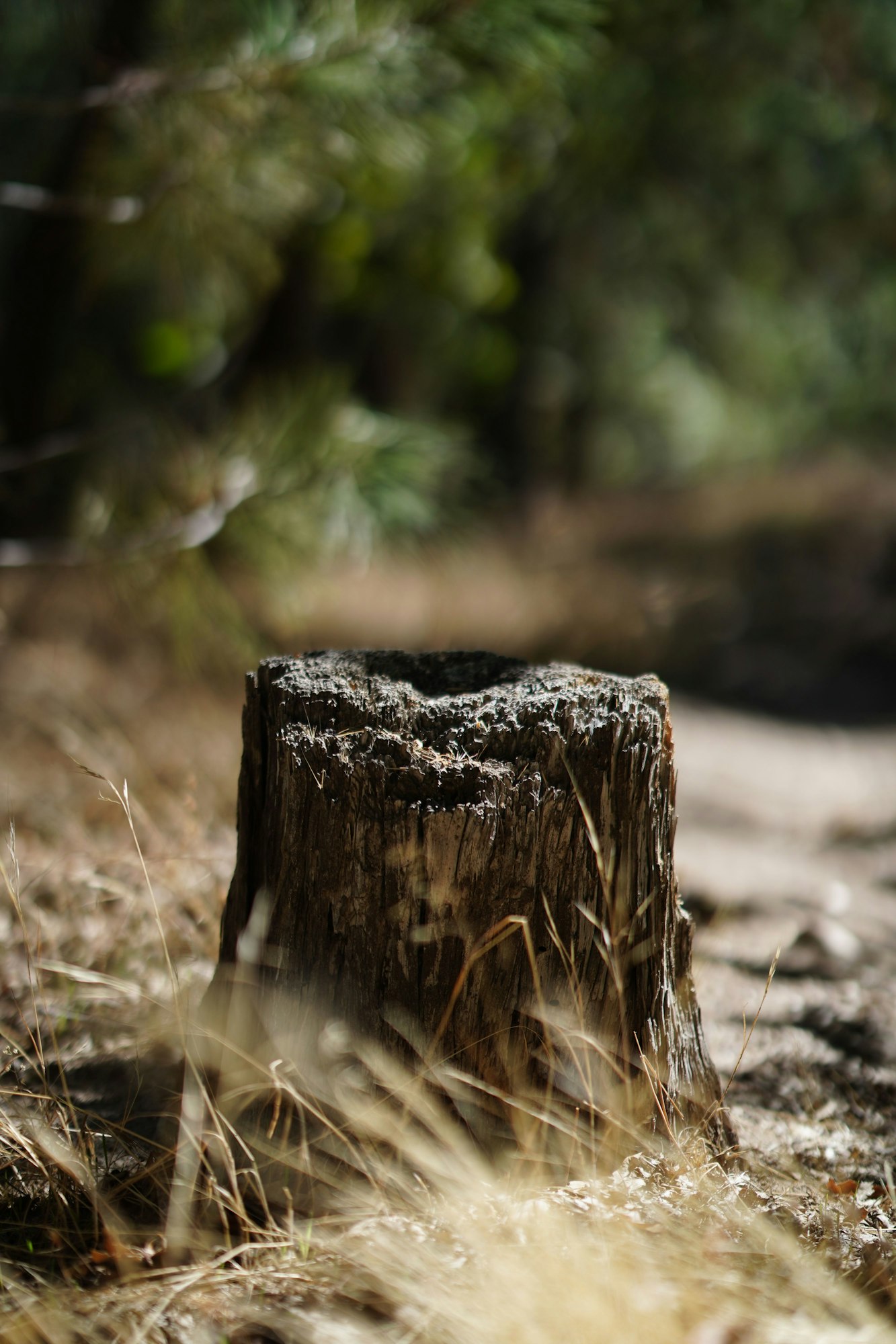 Vertical shot of a tree stump